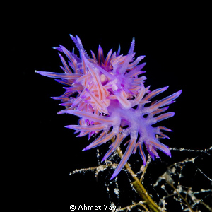 Entangled.... :) Flabellina at Demre... by Ahmet Yay 